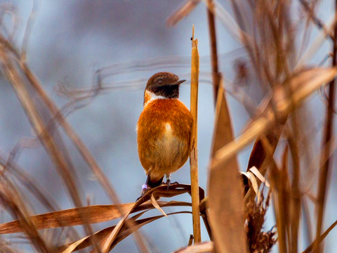 Male stonechat right mauve left white