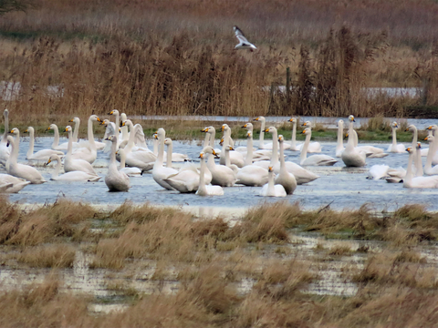 Whooper swans on 18 January 2021