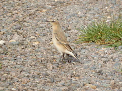 Wheatear by Henry Stanier