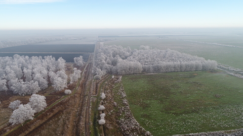 New Decoy & Holme Fen on a frosty morning