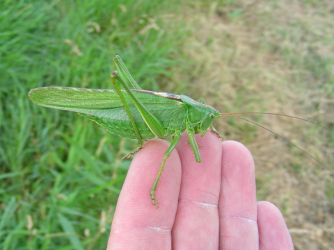 Great green bush-cricket