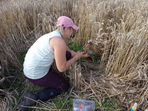 Dr Jenny Rhymes setting up her biochar test plot at Speechly's Farm.