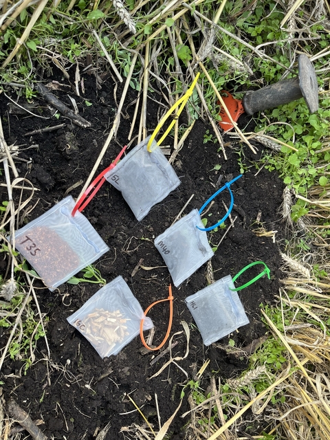 A range of biochar, tea and wood litterbags.