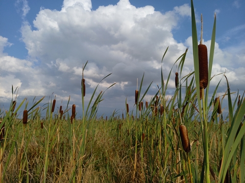 Bulrush crop at the Great Fen test beds. By Henry Stanier