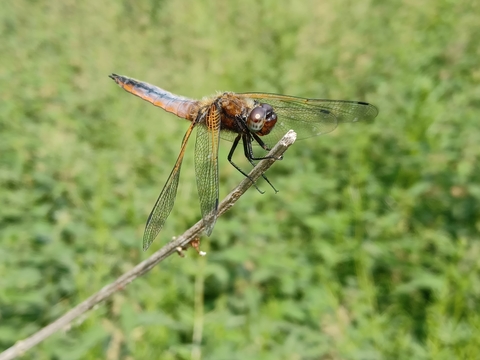 Scarce chaser dragonfly