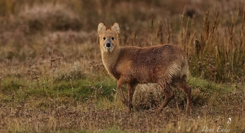 Chinese water deer looking at camera