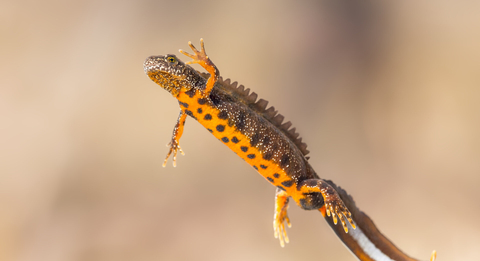 Great crested newt