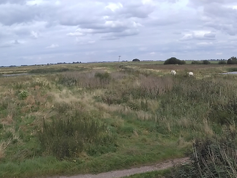 Rymes Reedbed