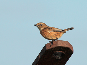 Female stonechat by Henry Stanier