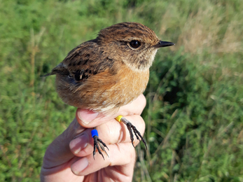 Young stonechat with colour rings at the Great Fen