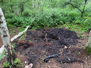 Holme Fen fire burnt ground June 2021