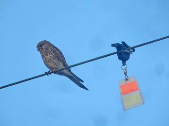 Kestrel perched by bird diverter by Henry Stanier