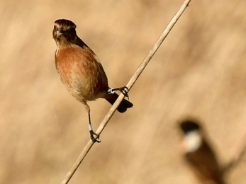 Female stonechat at Trumpington Meadows on 1 Feb 2022