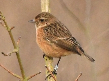 Female stonechat AH at Trumpington Meadows 10 Fen 2022