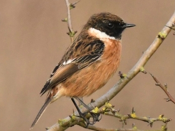 Male stonechat with female AH at Trumpington Meadows on 10 Fen 2022