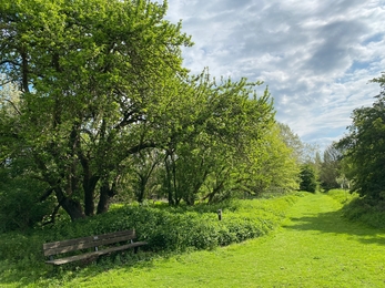 Apple tree in green leaf above wooden bench 