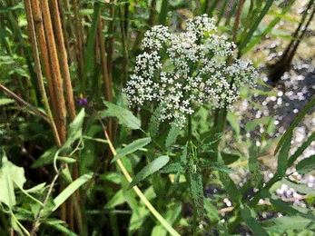 Greater water parsnip