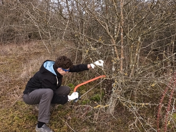 Young person crouched using bow saw to cut through tree branches