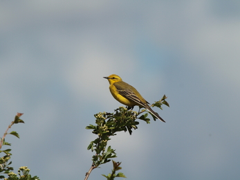 Male wagtail calling in the Great Fen