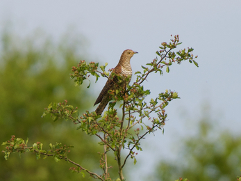 Female cuckoo rufous form at the Great Fen