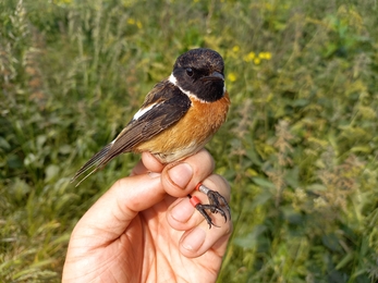 Male stonechat RED RED April 2023