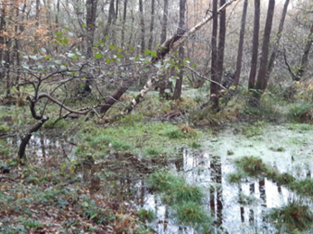 Wet ground in woodland