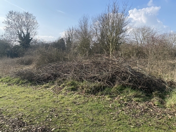 A large pile of brambles in a field