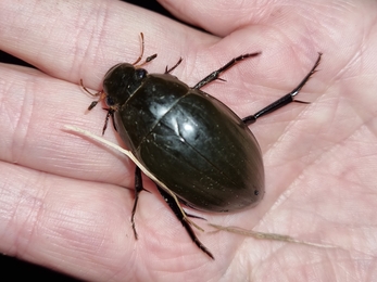 Great silver water beetle female by Darren Jones