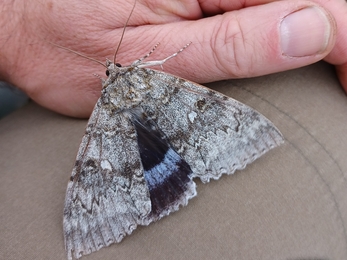 Clifden Nonpareil4 by Henry Stanier
