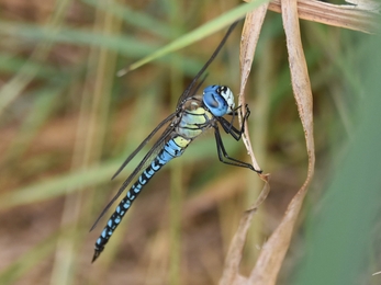 Southern migrant hawker male by Andy Frost