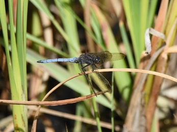 Keeled skimmer male by Andy Frost