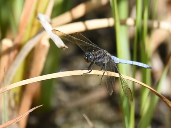 Keeled kimmer male, 16 August 2024, by Andy Frost