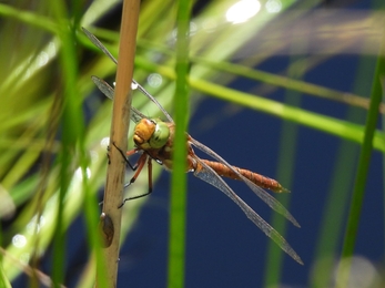 Norfolk hawker  Matt Day