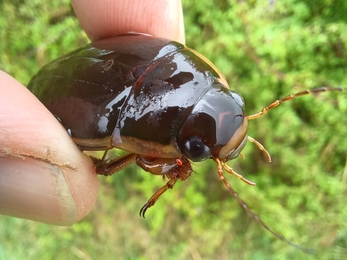 King diving beetle (close-up of male)