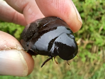 Great silver water beetle (close-up of female)