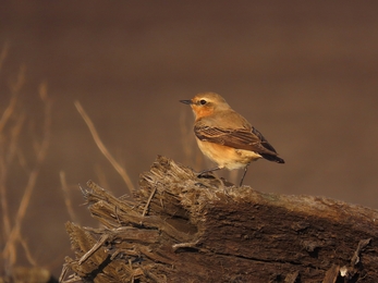 Wheatear on bog oak