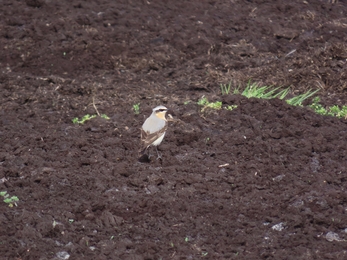 Male wheatear on peat