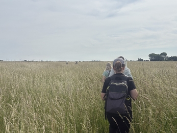 A line of people walk through very tall grass in a field away from camera
