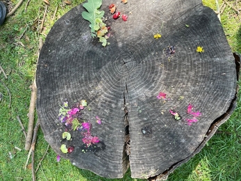 Tree stump with crushed berries, leaves and flowers for nature bunting
