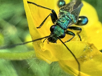 A shiny green beetle dusted with pollen in a buttercup