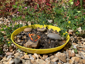 A shallow dish filled with stones, mud and water with a butterfly drinking