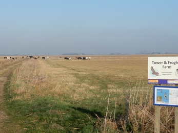 View over grassed field with cows grazing under blue sky