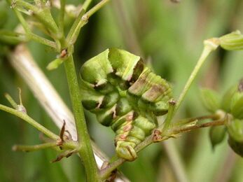 A chunky green caterpillar with brown markings on a common meadow-rue plant
