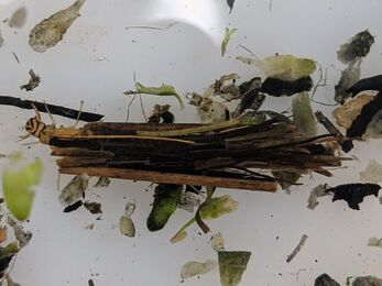 A beetle larvae emerges from a case made of leaf pieces under water