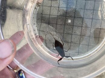 Water scorpion in a specimen pot