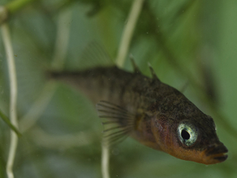 Three-spined stickleback by Jack Perks