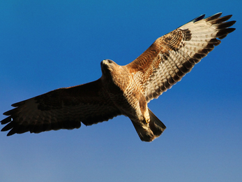 Buzzard