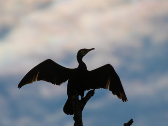 Cormorant drying wings outstretched perched on top of dead tree, silhouetted against blue