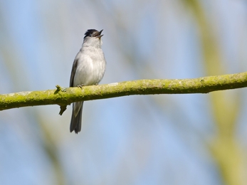 Blackcap