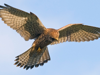 kestrel hovering in blue sky